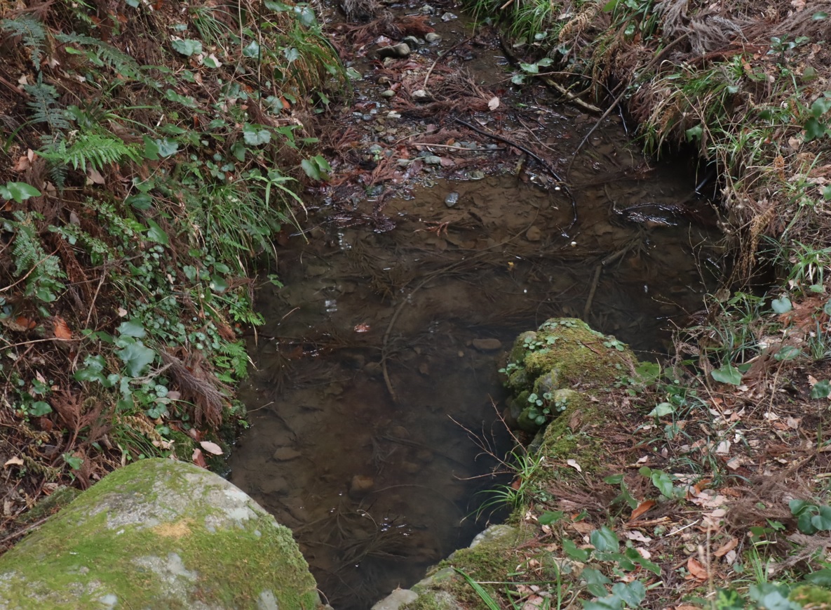 里山Y 林道の中腹にある林道を貫く流れの淀み_2022年3月24日16時50分頃_気温13度